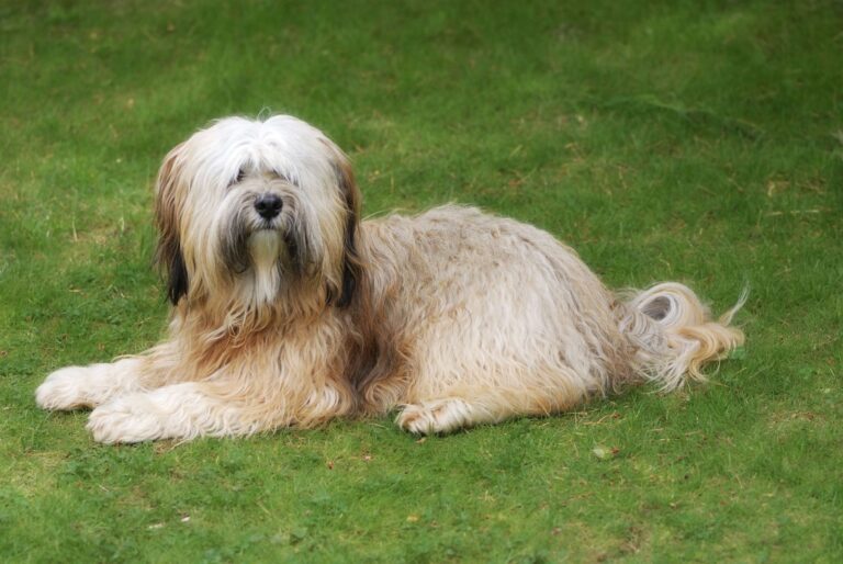 Terrier du Tibet