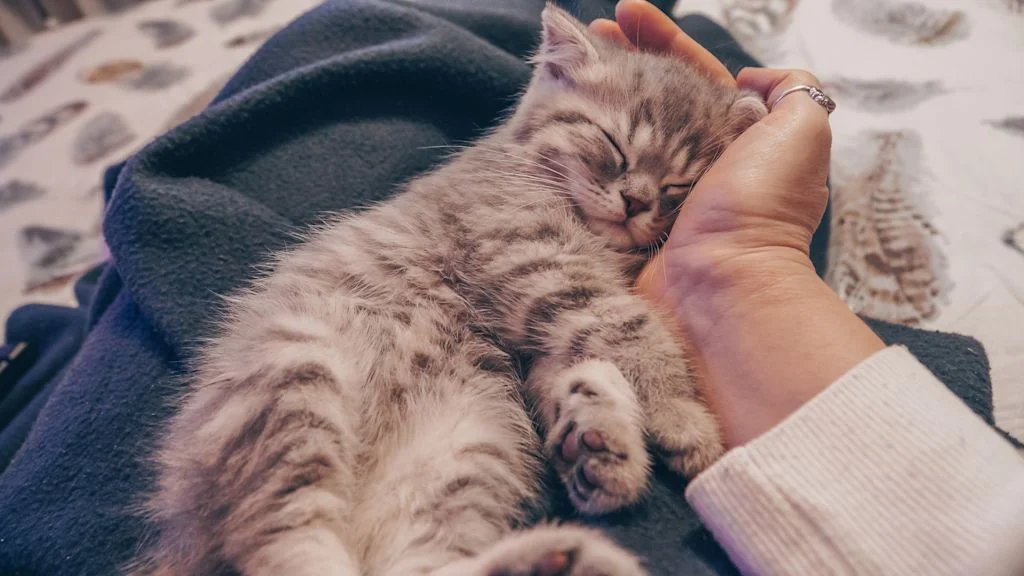 chaton mort