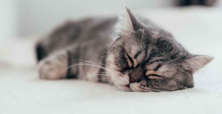 Chat mort : comment dépasser la souffrance ?