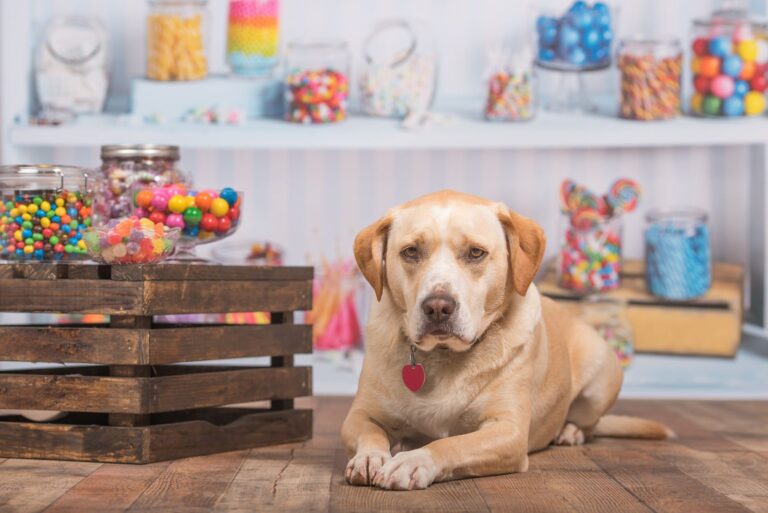 Donner un bonbon à un chien : attention danger !