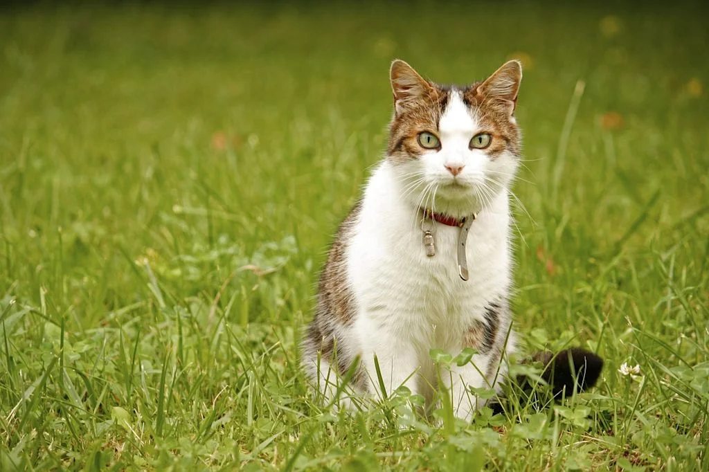 anesthesie chat herbe