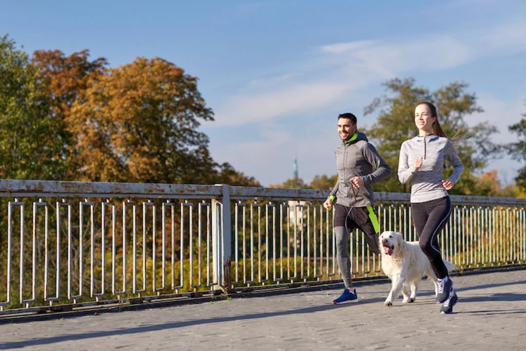chien couple course