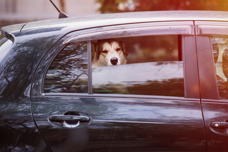 Un partenariat signé pour faciliter l’accès des personnes accompagnées de leur chien guide ou d’assistance