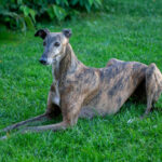 galgo espagnol allonge