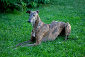 Galgo espagnol