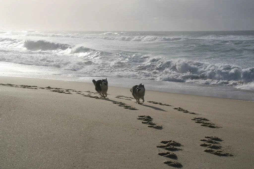 meningite husky plage