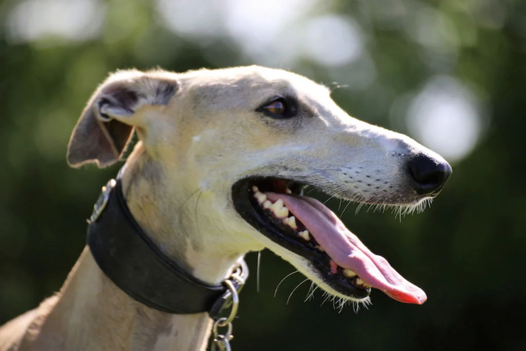 race galgo espagnol