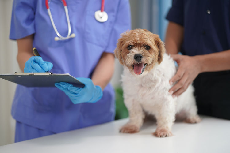 Octobre Rose : le cancer mammaire touche aussi nos animaux de compagnie