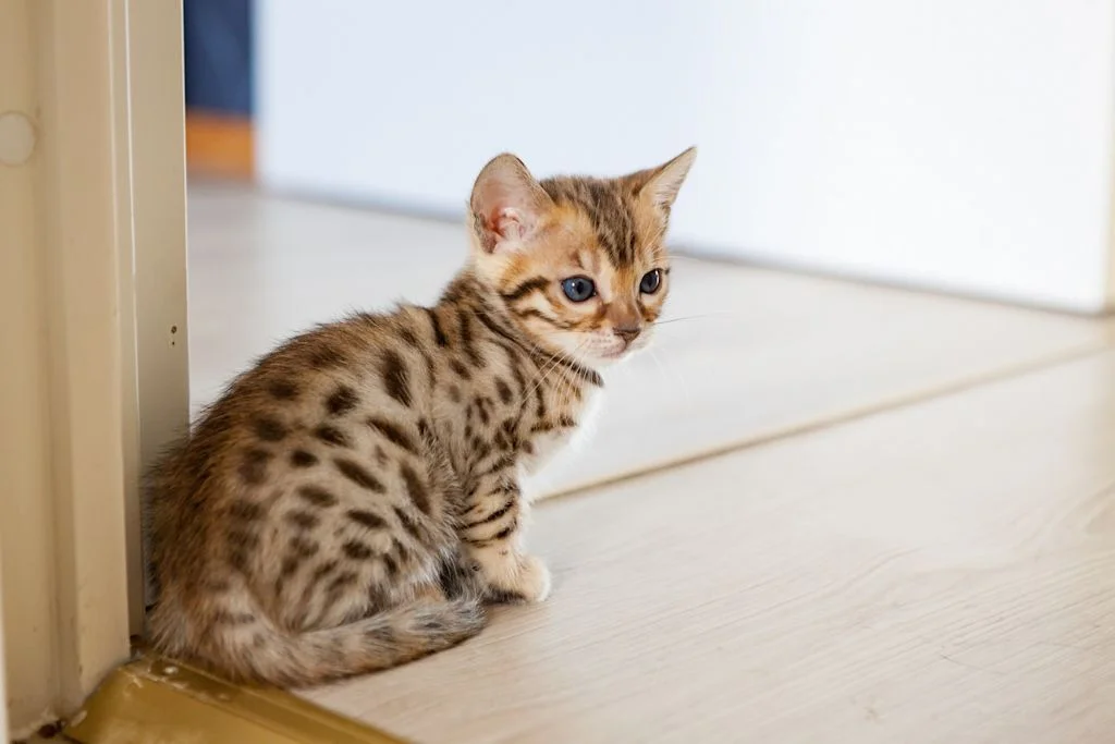 tritrichomonas chaton