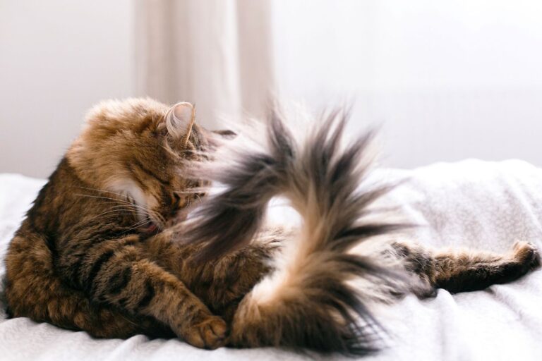 Fracture de la queue chez le chat : quelle opération ?