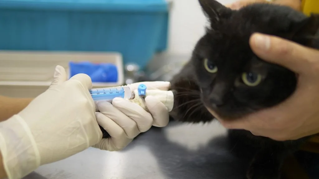 hemobartonellose chat veterinaire