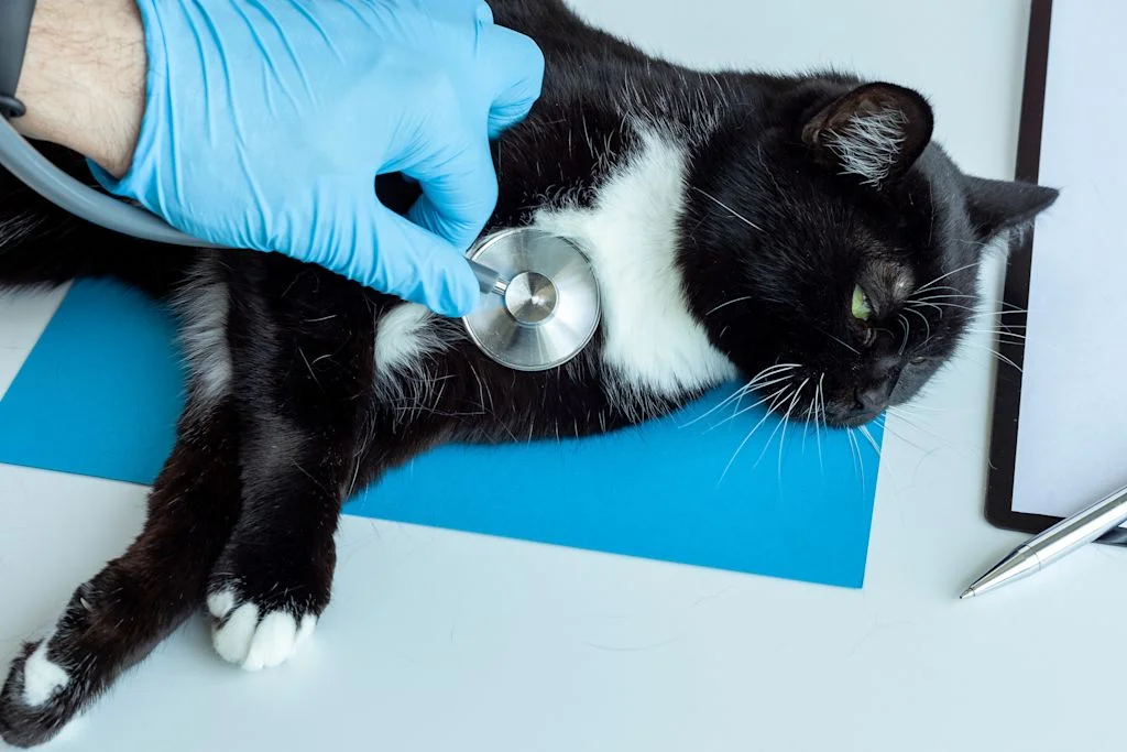 chat hemobartonellose veterinaire