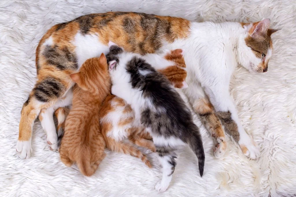 Chaton qui tète