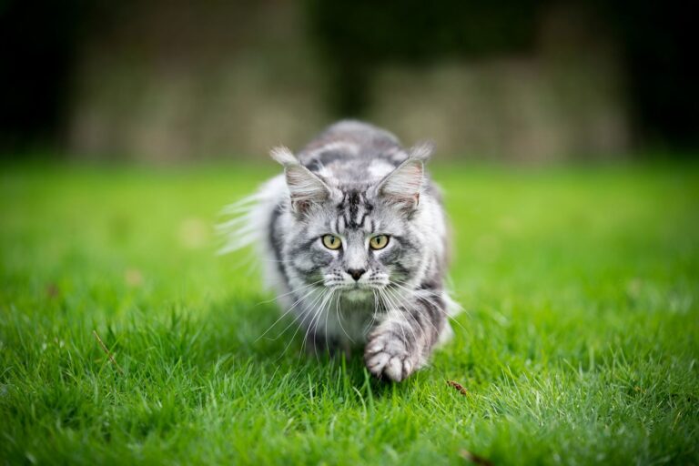 Dysplasie de la hanche chez le chat : comment dépister et traiter la maladie ?