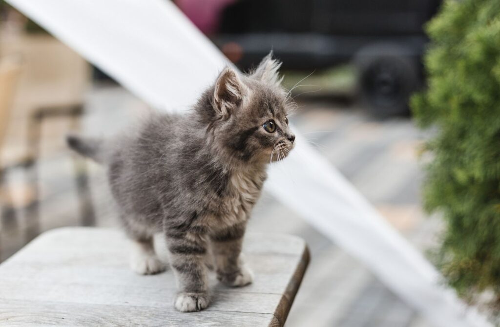 Comment bien s’occuper d’un chaton ?