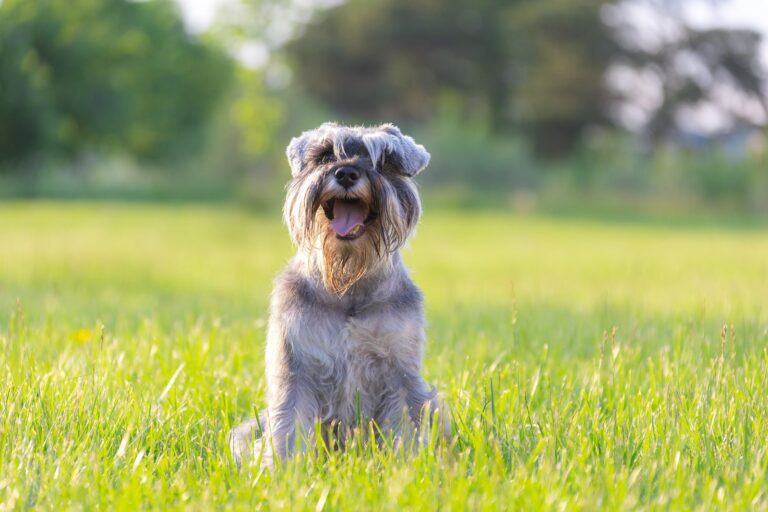 Mégaoesophage chez le chien : quels symptômes et quel pronostic ?