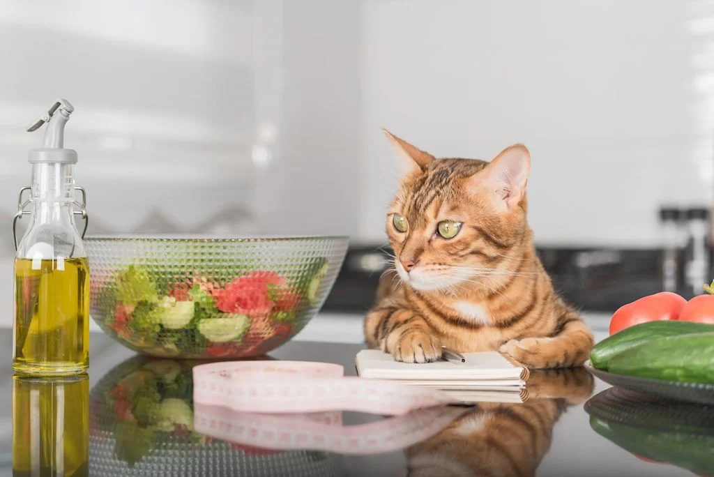 Quantit&eacute; ration m&eacute;nag&egrave;re chat