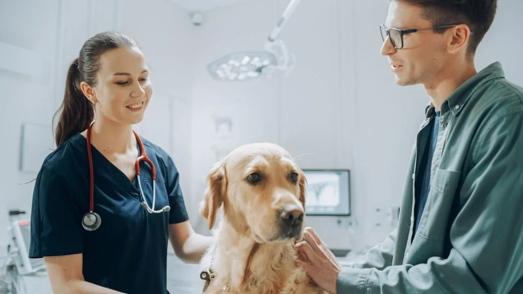 chien senior veterinaire