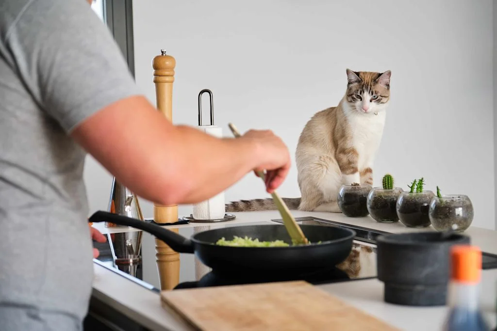 Repas maison chat