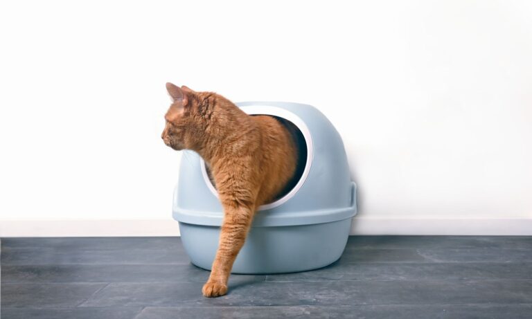 Tritrichomonas chez le chat : reconnaître et traiter la maladie