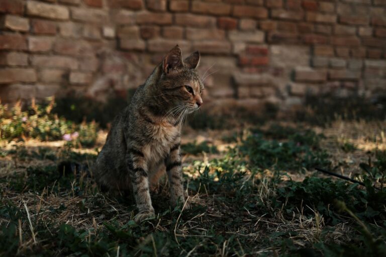 Hémobartonellose chez le chat : reconnaître et traiter la maladie