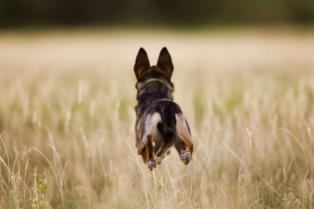 Kelpie adulte