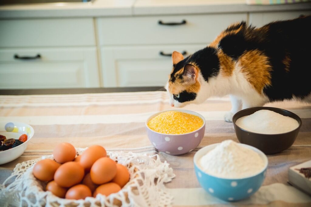 Comment bien préparer une ration ménagère pour son chat ?