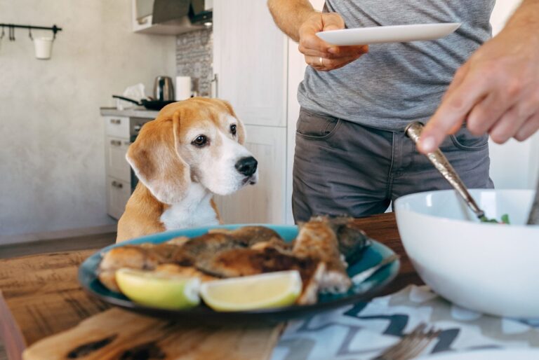 Comment préparer une ration ménagère saine pour son chien ?
