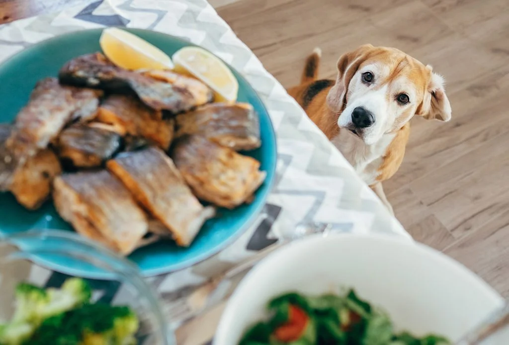 recette pour chien