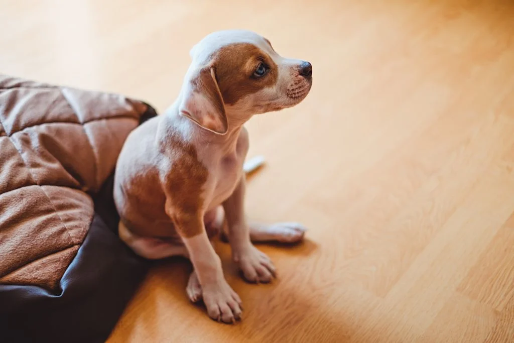 Chiot puni