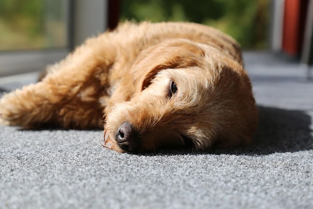 Basset Fauve de Bretagne