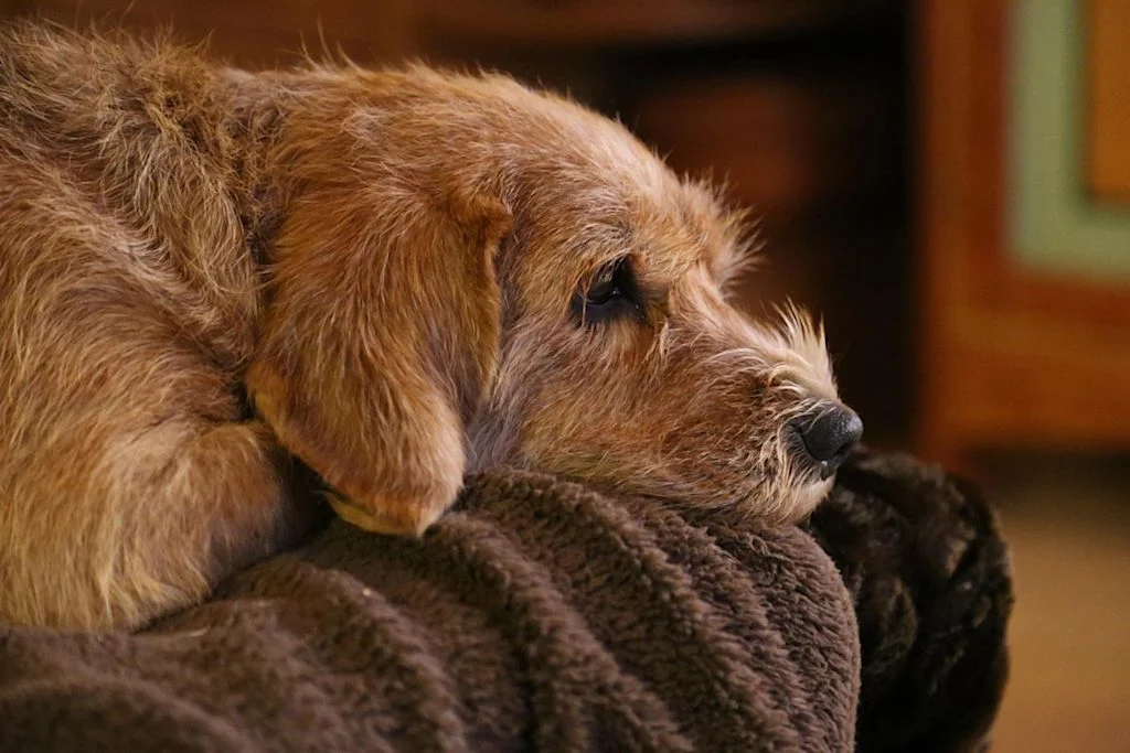 Basset Fauve de Bretagne1