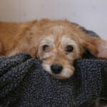 Basset Fauve de Bretagne3
