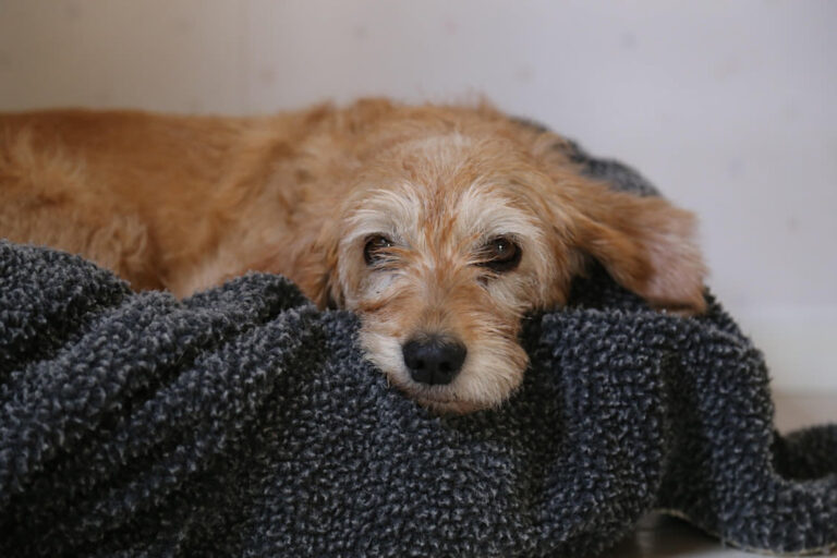 Basset Fauve de Bretagne