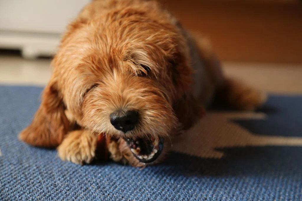 Basset Fauve de Bretagne 2