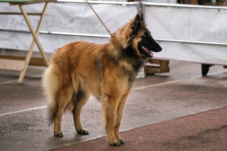 Berger Belge Tervueren