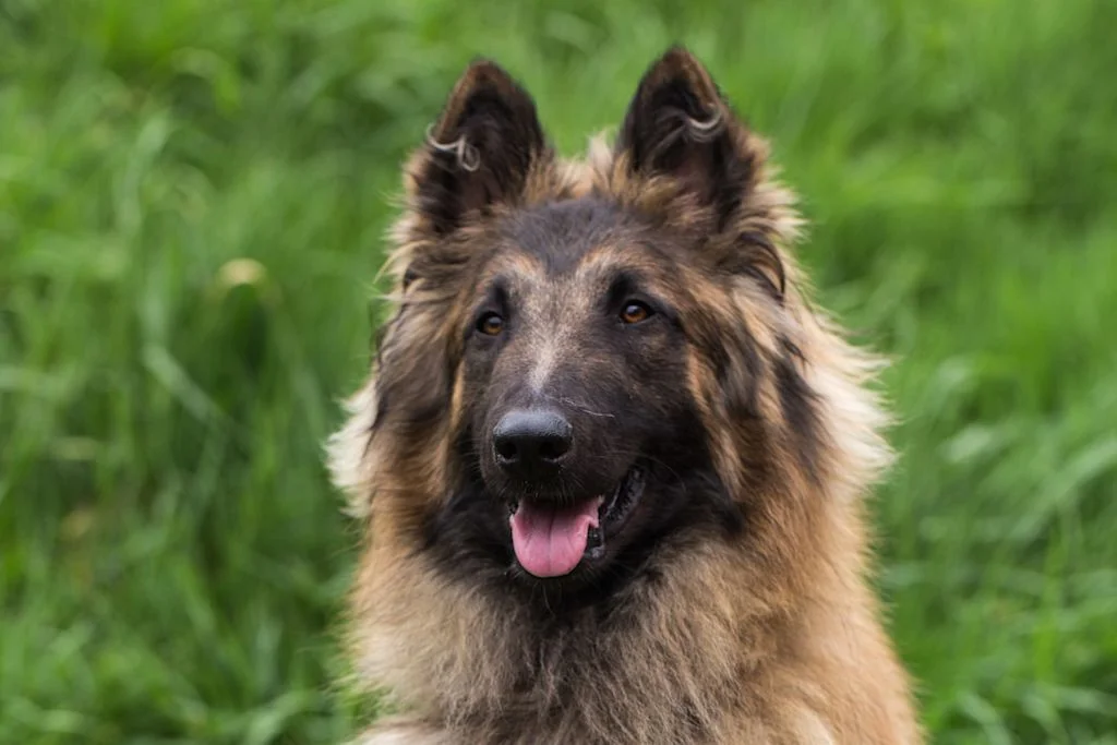 Berger Belge Tervueren de face