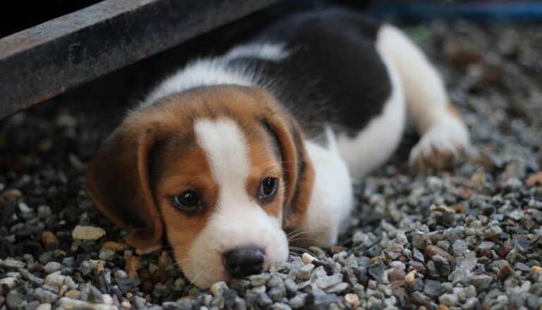 Comment apprendre la propreté à un chiot ?
