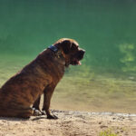 Dogue des Canaries