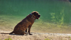 Dogue des Canaries