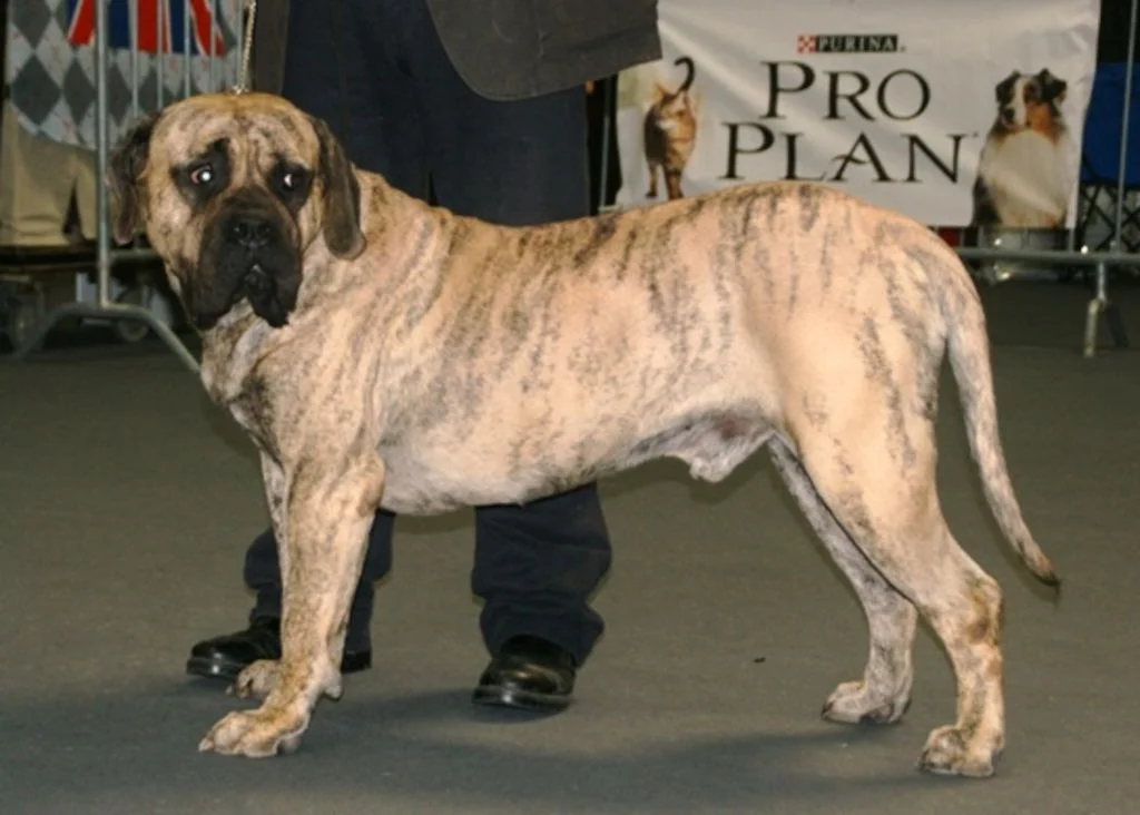 Dogue des Canaries3