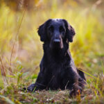 Flat Coated Retriever