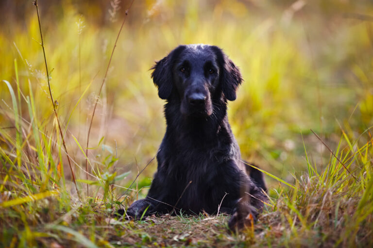 Flat Coated Retriever