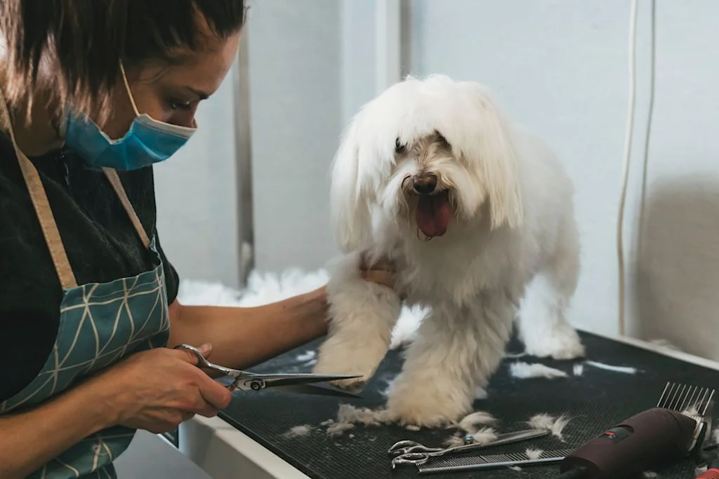 Toilettage bichon