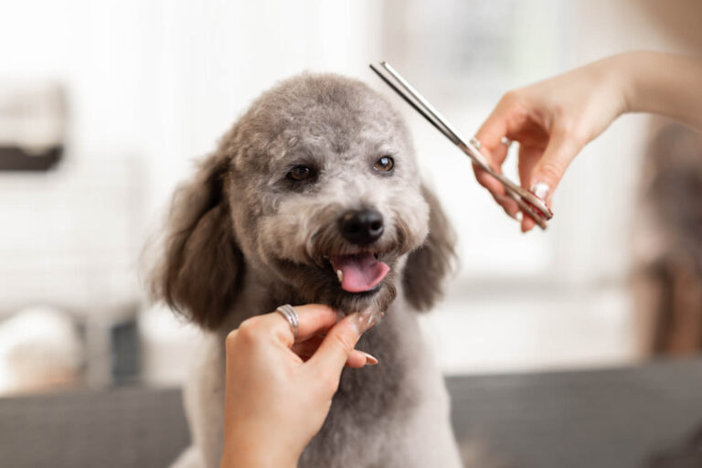 Quels sont les bienfaits du toilettage pour son chien  ?