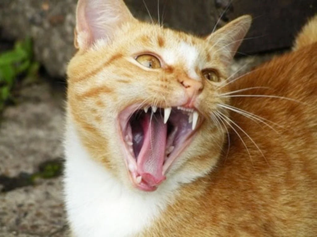 chat agressif