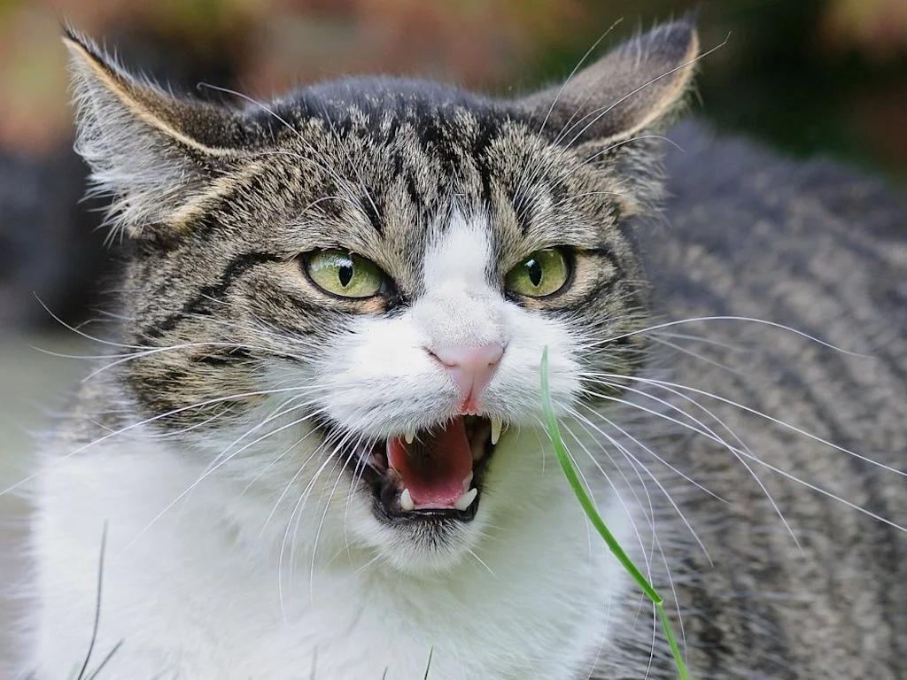 Chat agressif
