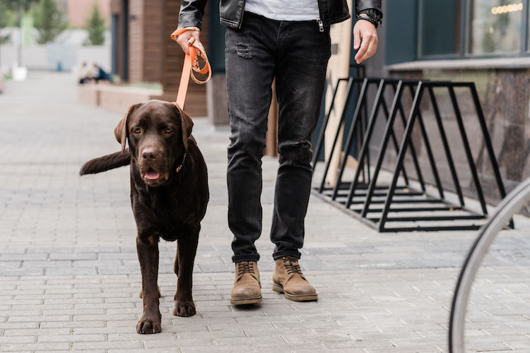Les municipalités favorisent-elles l’intégration des chiens dans leurs agglomérations ?