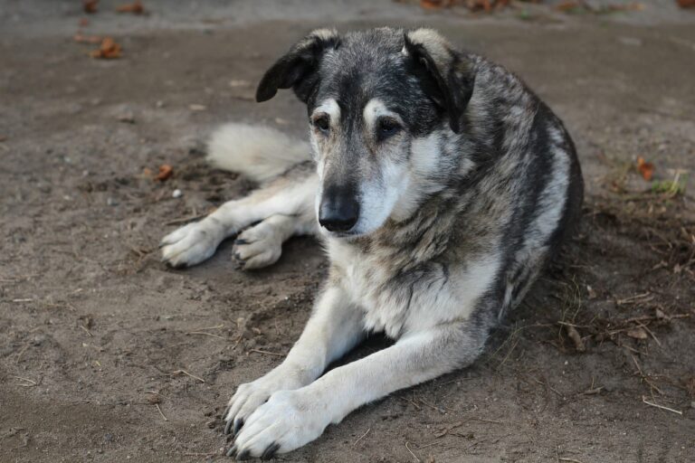 Une vétérinaire raconte son quotidien avec des chiens seniors