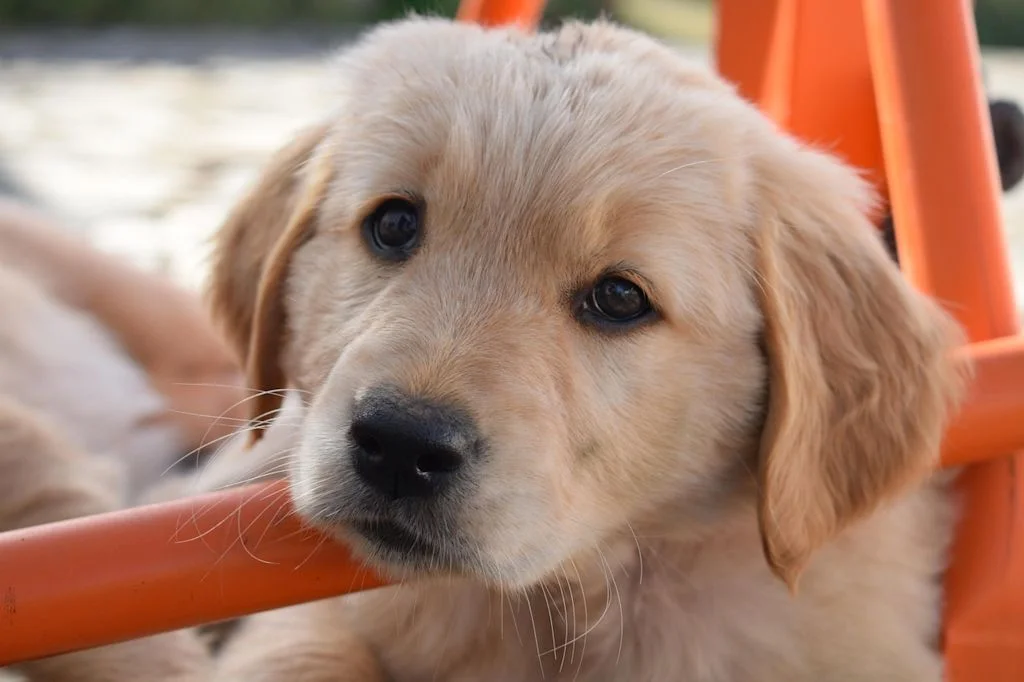 chiot golden retriever megaoesophage